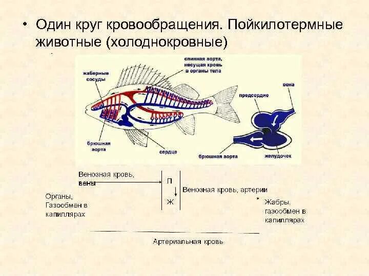 Животное имеет один круг кровообращения. У рыб 1 круг кровообращения. Круг кровообращения у рыб 7 класс. Кровеносная система рыб схема круги кровообращения. Эволюция кровеносной системы у рыб.