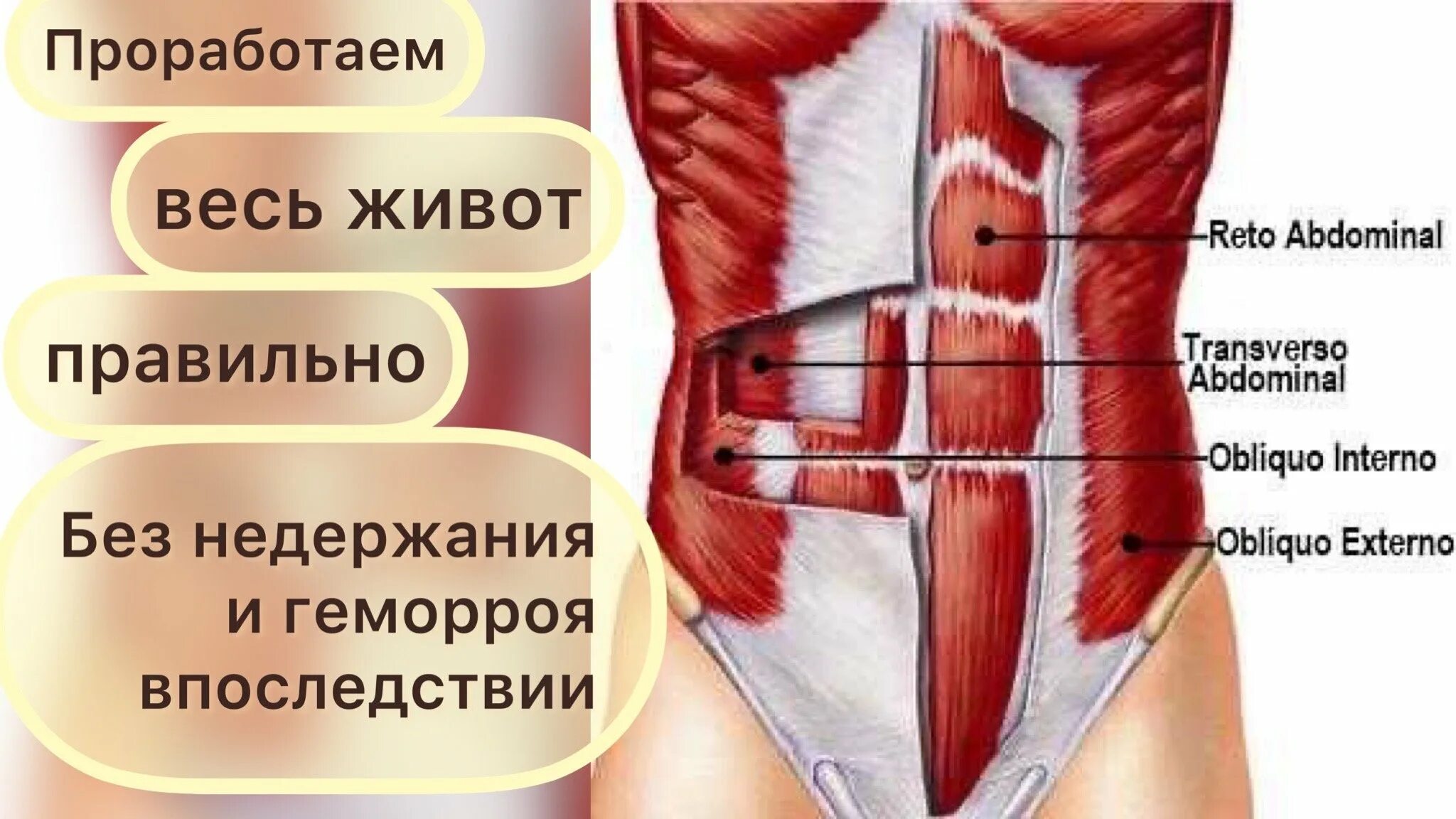 Апоневроз наружной косой мышцы живота. Опоясывающая мышца живота. Пирамидальная мышца живота анатомия. Мышцы живота апоневроз анатомия.