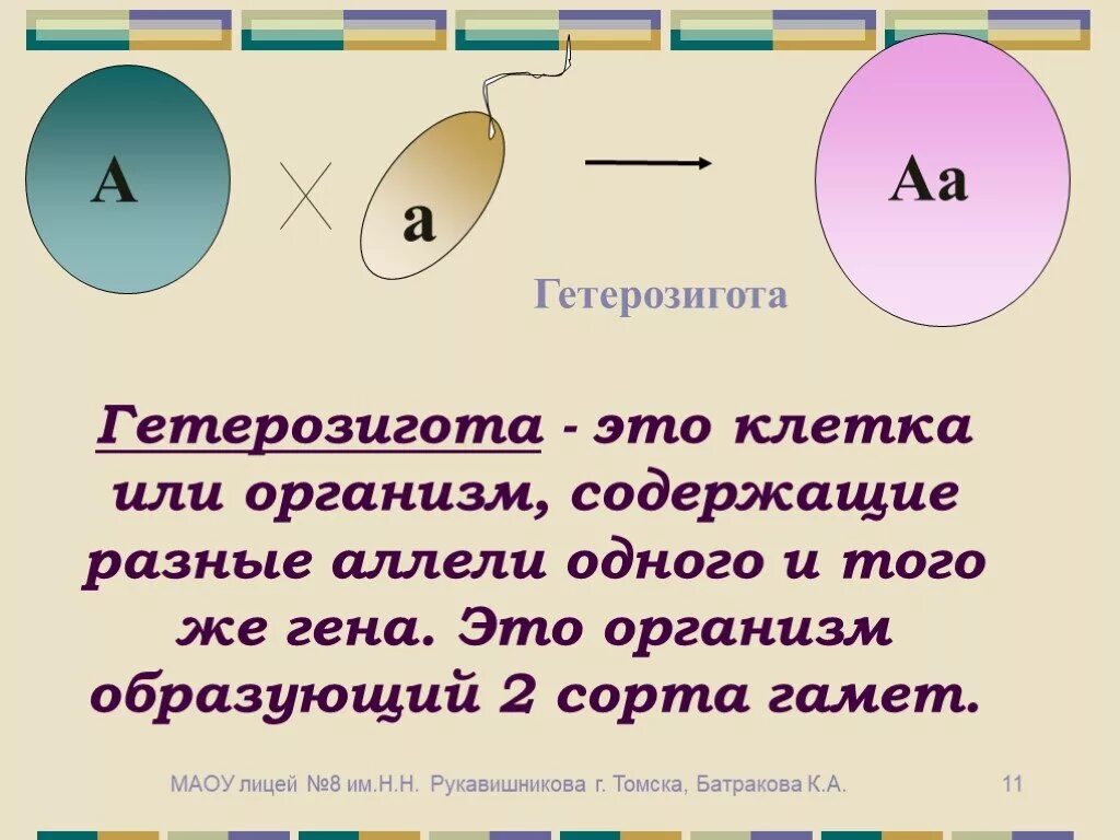 Гетерозигота что это. Гетерозигота. Понятие гетерозигота. Клетка гетерозигота. Геторощиготв.