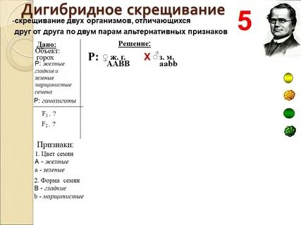 Моногомозиготного по доминантному аллелю