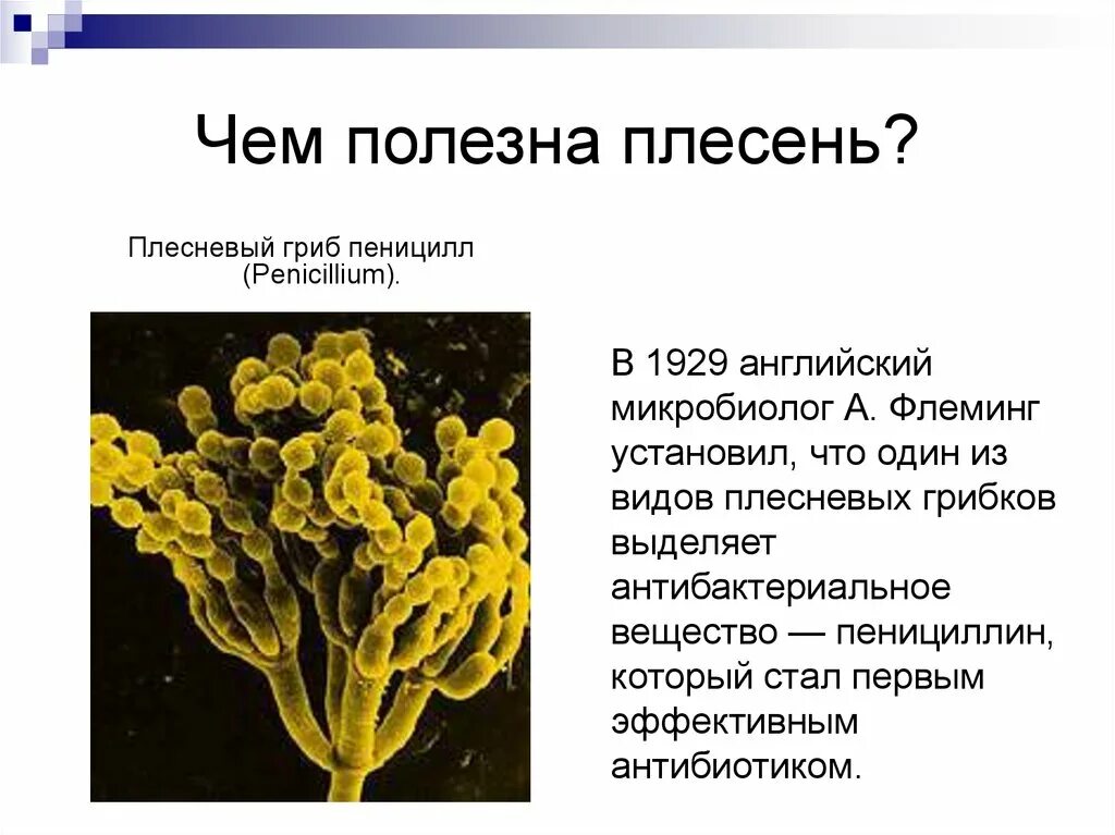 Мицелиальные плесневые грибы. Гриб пеницилл плесень. Плесень пенициллиум. Плесневые грибы пенициллин. Пеницилл группа организмов