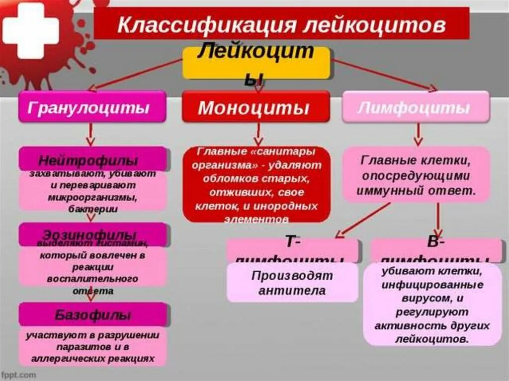 Типы лейкоцитов и их функции. Типы лейкоцитов и их функции таблица. Функции различных видов лейкоцитов. Функции лимфоцитов таблица. Группы лимфоцитов