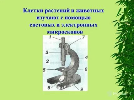 Системы жизнедеятельности животных