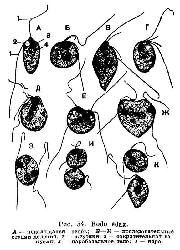 Жгутиконосцы Бодо размножение. Строение жгутиконосца Бодо. Жгутиконосец Бодо классификация. Bodo жгутиконосец. Харчи бодо бодо