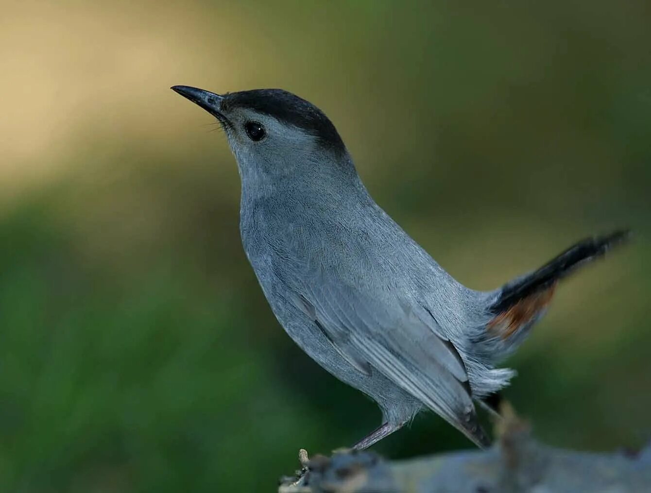 Птицы с серой шеей. Gray Catbird птица. Птица серого цвета. Серая птица с белым ободком на шее. Серо черная птица.