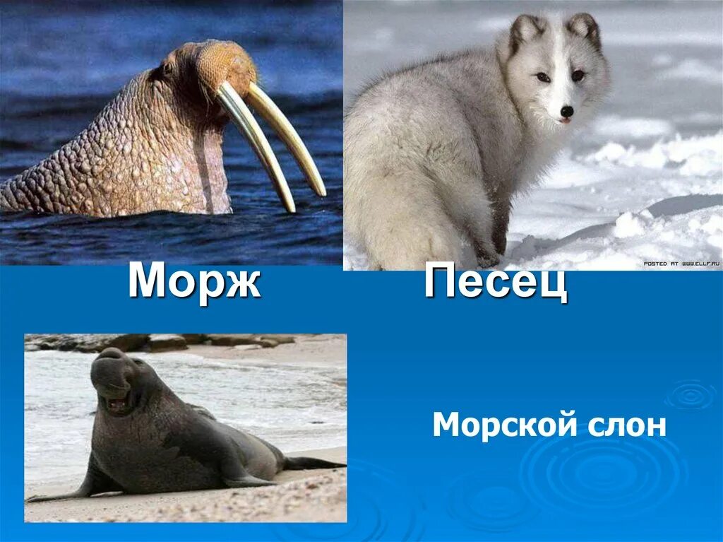 Белый медведь морж и тюлень природная зона. Морской песец. Морж и песец. Морж природная зона. Песцы тюлени моржи.