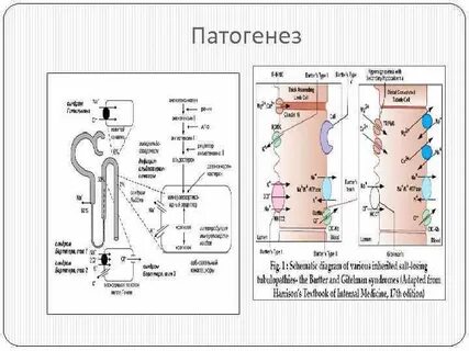 Псевдо барттера