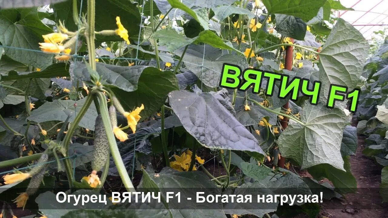 Огурец Вятич