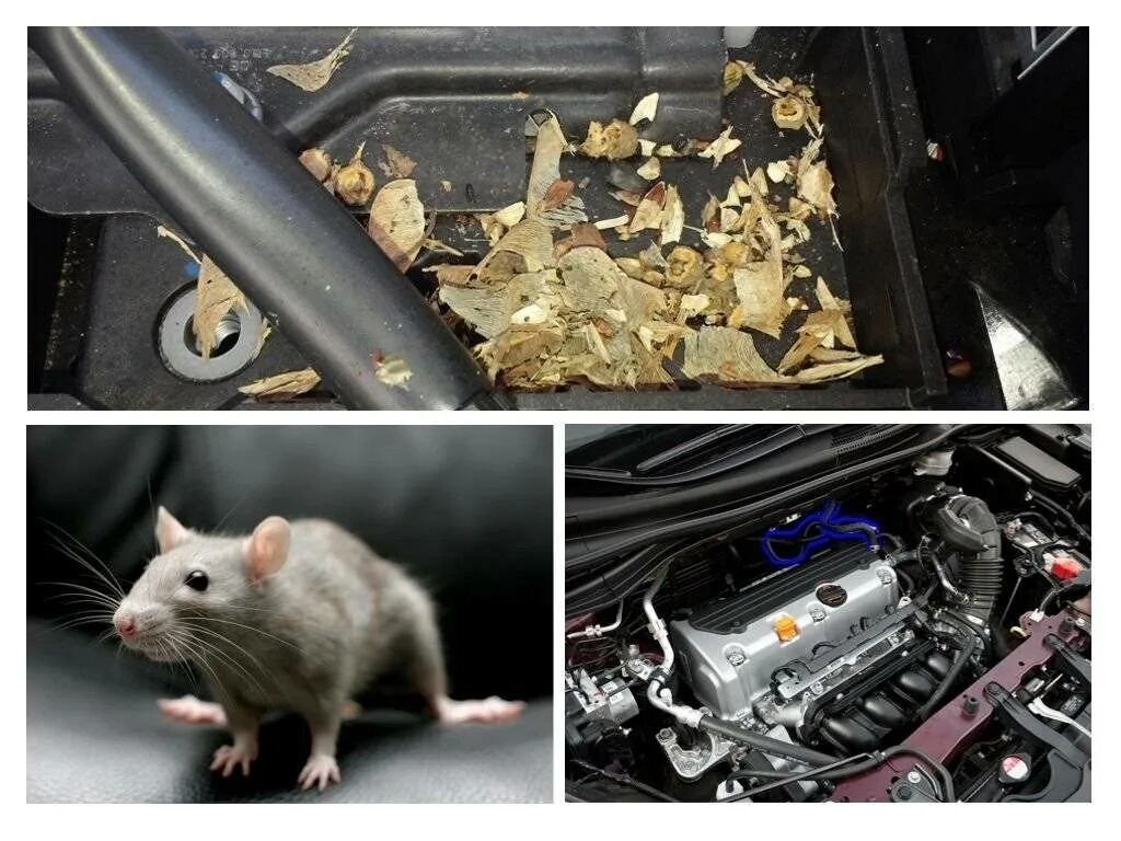 Удалить мышей. Мышь перегрызла кабель. Мышь автомобиль. Мышь в машине. Мышь перегрызла провода в машине.