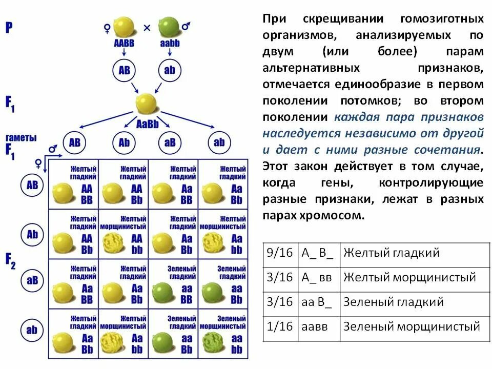 Схема дигибридного скрещивания гороха. Схема дигибридного скрещивания по Менделю. Схемы для первого второго и третьего закона Менделя. Таблица дигибридного скрещивания генетика. Гомозиготная особь с рецессивным признаком