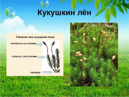 Мхи царство отдел класс