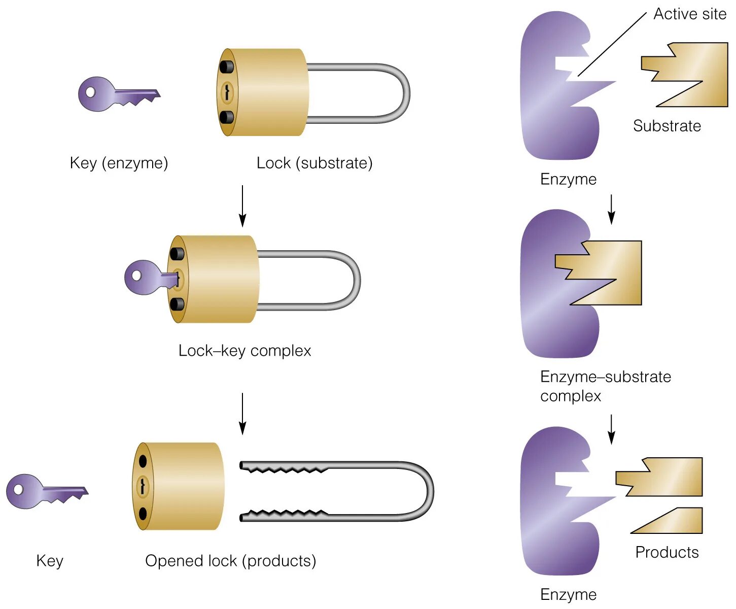 Look and key 3. Key Lock Enzymes. Lock and Key. Lock and Key principle. Enzyme Electrodes.