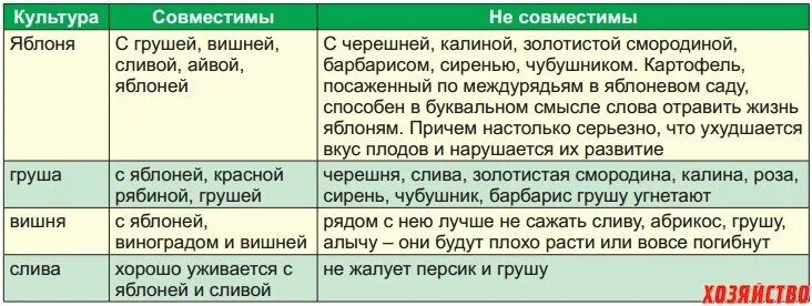 Какие деревья сажают друг с другом