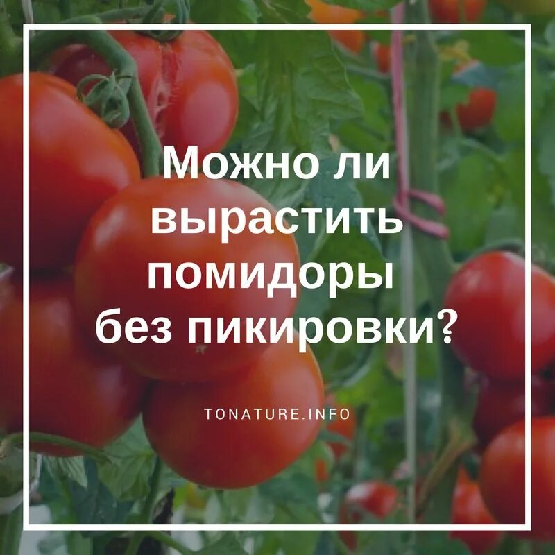Посадка помидор на рассаду. Каталог семян овощей фирмы седек. Сколько семян томата в 0. Томат количество семян. Вес семян томата.