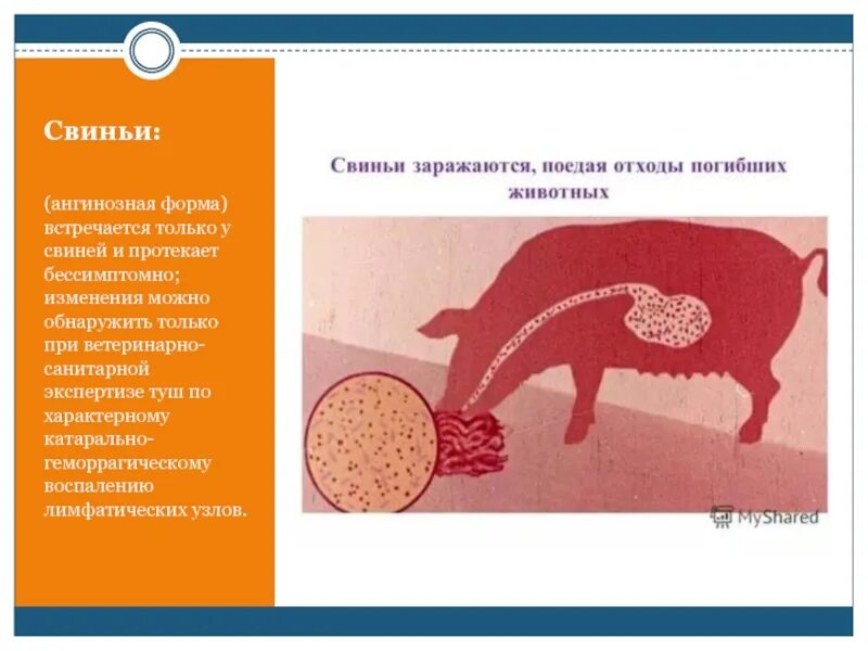 Форма сибирской язвы у свиней. Ангинозная форма сибирской язвы. Сибирская язва лимфатических узлов свиней. Сибирская язва карбункул язвы. Оценка свиней