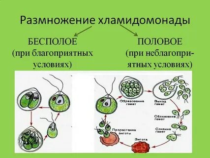 Бесполое размножение хламидомонады 7 класс биология