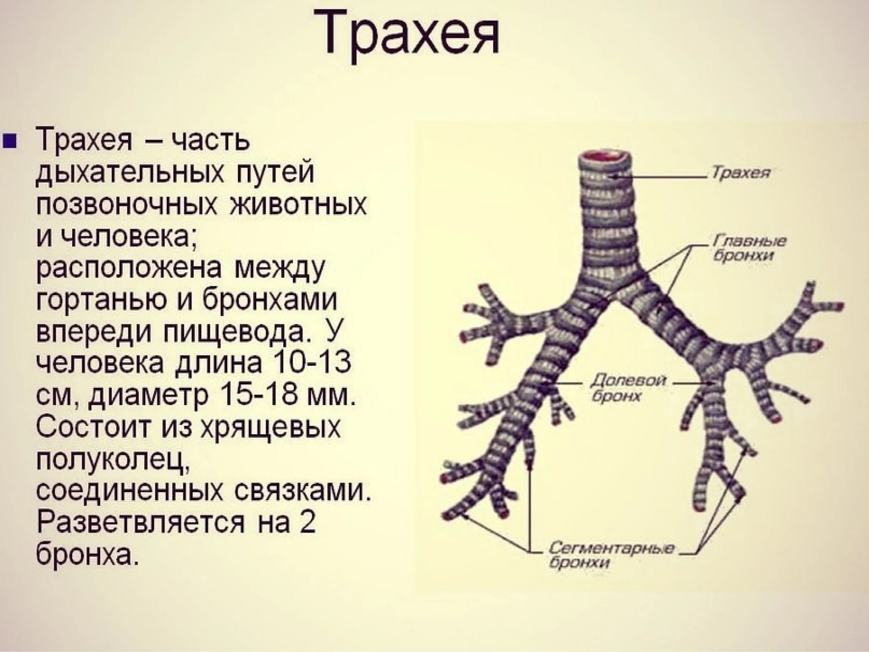 Дыхательная система трахея анатомия. Трахея и бронхи анатомия. Дыхательные пути трахея и бронхи. Строение трахеи.