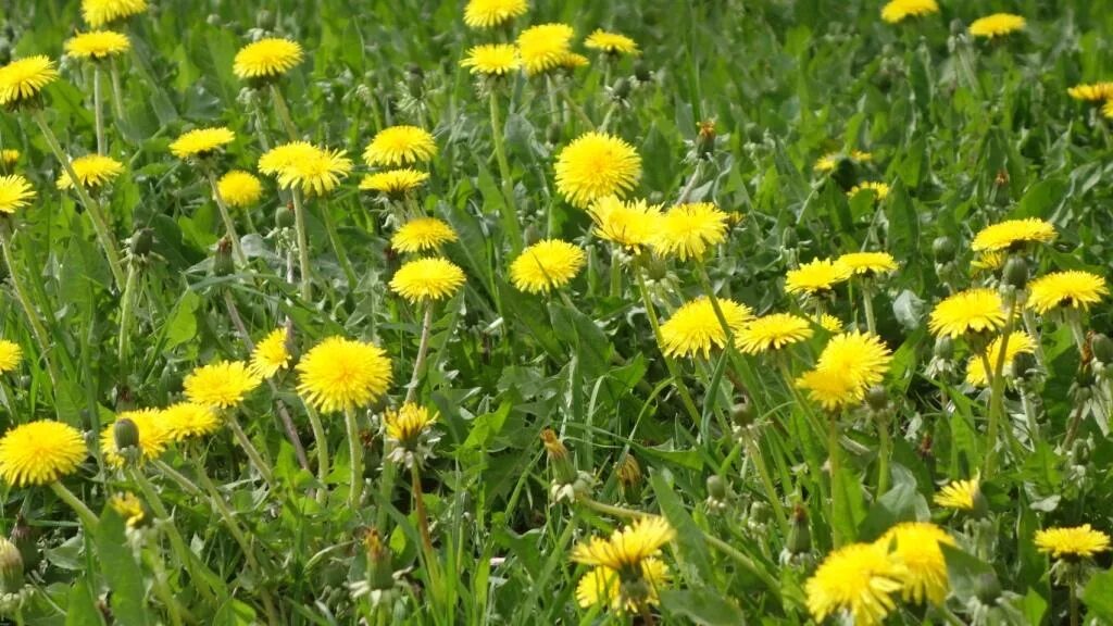 Taraxacum officinalis. Лечебное растение одуванчик. Қоқиўт (Taraxacum officinale). Одуванчик лекарственное растение. Цветы одуванчика лечебные свойства отзывы и применение