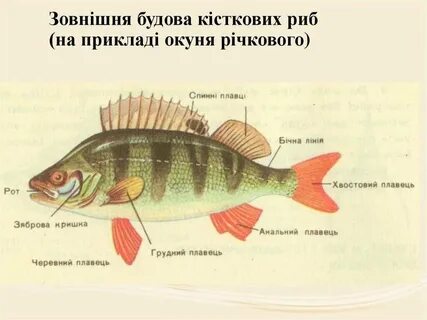 Окунь схема 1 класс в цвете