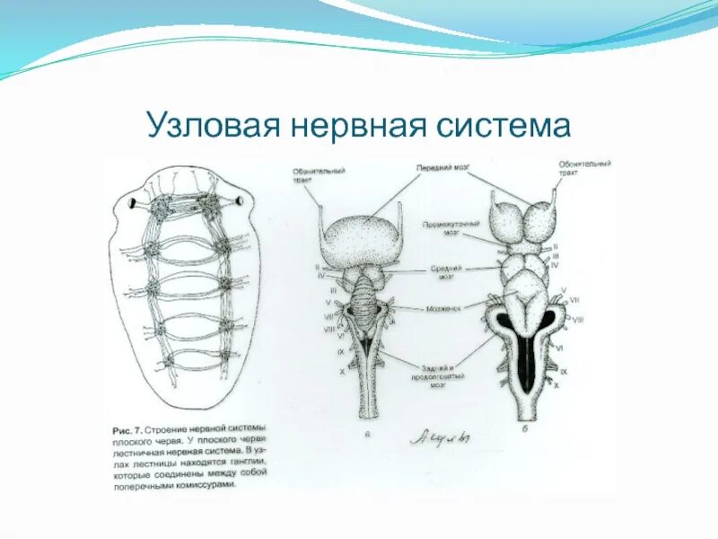 Имеет разбросанно узловую нервную систему. Узловая нервная система. Нервная система узлового типа. Нервная система узлового типа характерна для. Узловая нервная система животных.