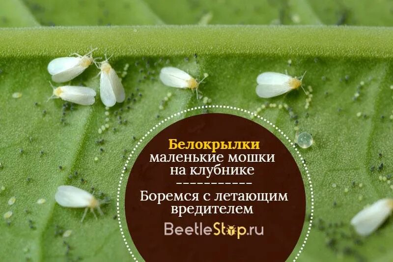 Как избавиться от мошек в огороде