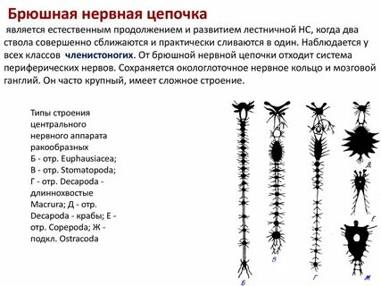 Нервная система представленная брюшной нервной цепочкой