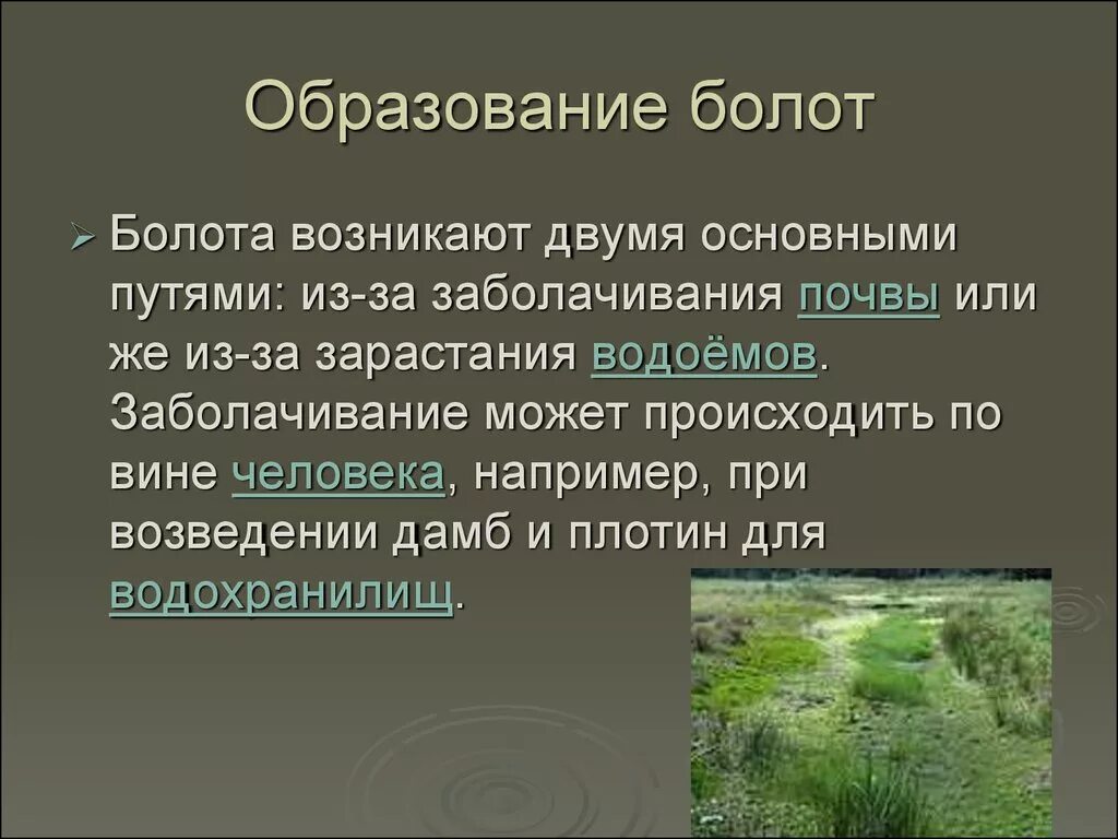 Сообщение про болото. Презентация о болоте. Образование болот. Презентация на тему болота. Причины образования болот.