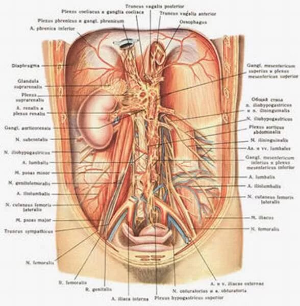 Строение внутренних женских органов человека. Строение мужского организма анатомия. Анатомия человека внутренние органы мужчины. Анатомия живота мужчины спереди. Расположение органов брюшной полости у мужчин вид сзади.