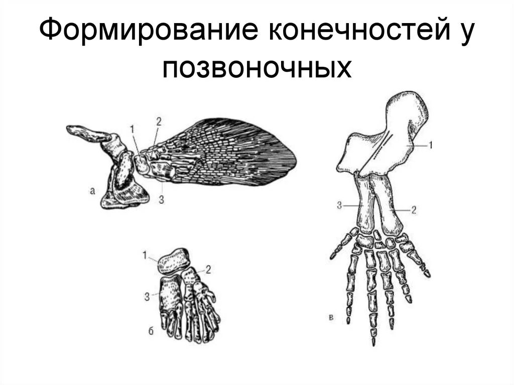 Скелет кистепёрой рыбы. Кистеперые рыбы скелет плавников. Конечность кистеперой рыбы. Скелет плавника рыбы. Скелет парных конечностей