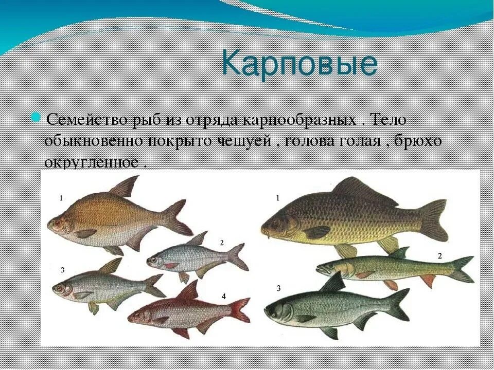 Какой рыбы является карп. Карповые семейство рыб. карповые семейство рыб список. отряд карпообразные представители. карпообразные рыбы представители.