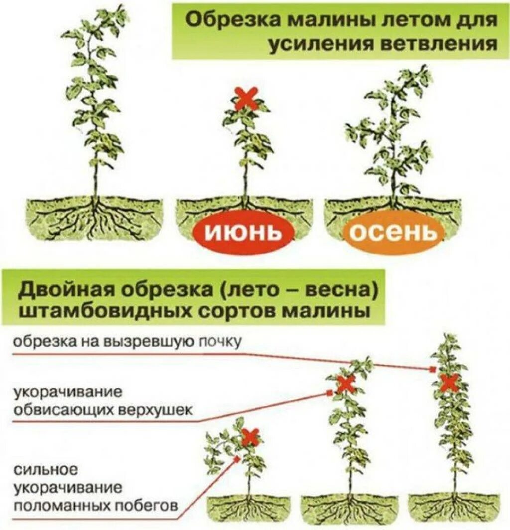 Как правильно посадить ремонтантную малину. Схема обрезки ремонтантной малины. Обрезать ремонтантную малину. Обрезка ремонтантной малины схема. Обрезания ремонтантной малины.