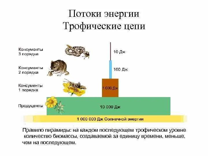 Трофические уровни экосистемы. Трофические уровни пищевой цепи. 1 2 3 Трофический уровень. Трофические уровни питания.