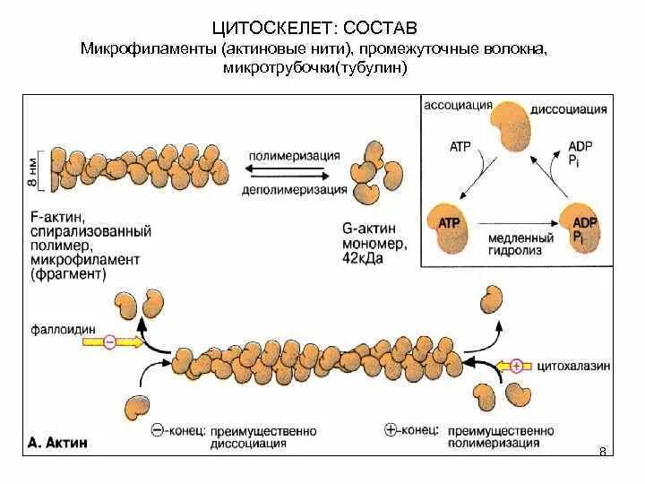 Состав актина. Актиновые микрофиламенты. Актиновые филаменты цитоскелета. Актиновые микрофиламенты функции. Строение актиновых филаментов.