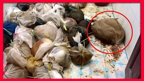 Съела пакет полиэтиленовый