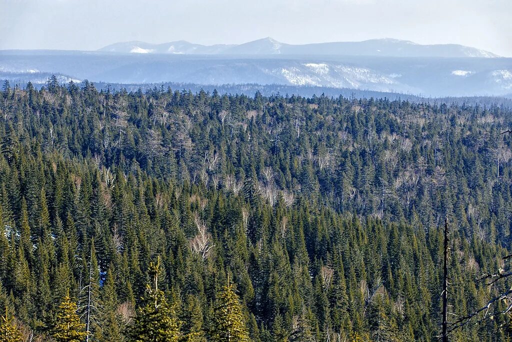 Почему множество таежных звуков. Растительный мир жигулевского заповедника. Условия жизни в хвойных лесах. Глухая тайга картинки. Зона тайги животные.
