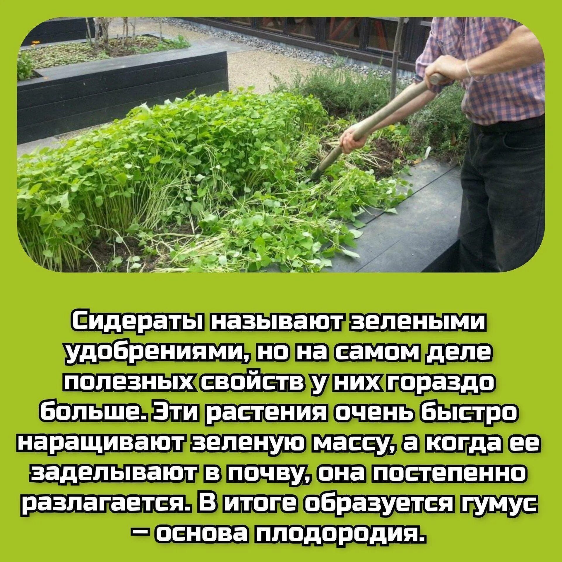 Какие сидераты можно посадить. Сидераты. растения сидераты. сидераты для огорода. сидераты удобрения.