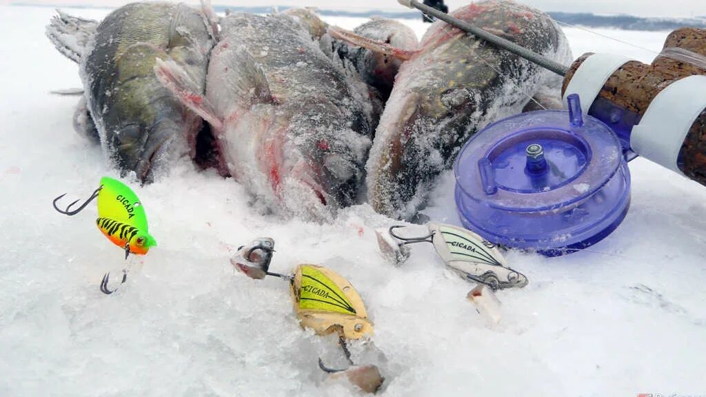 Цикада снасть. Ловля окуня зимой на цикаду. Ловля на цикаду зимой. Ловля судака на цикады. Ловля на цикаду зимой.