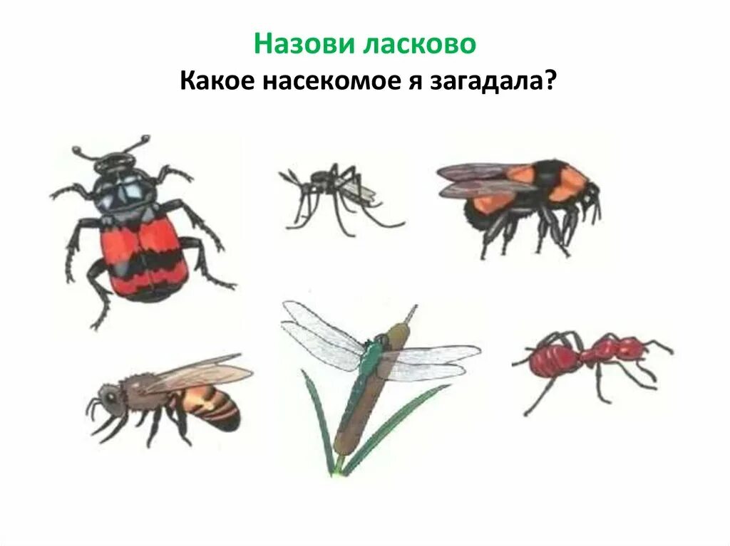 Занятие по развитию речи тема насекомые. Насекомые логопедическое занятие. Логопедическая тема насекомые. Насекомые занятие логопеда. Лексическая группа насекомые.