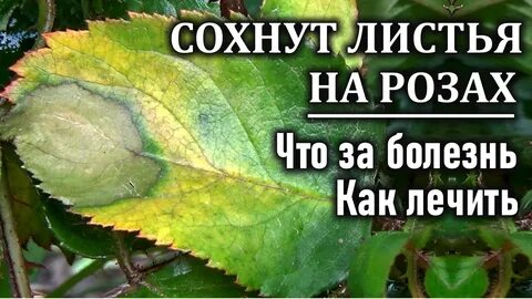 Почему розы бледные листья