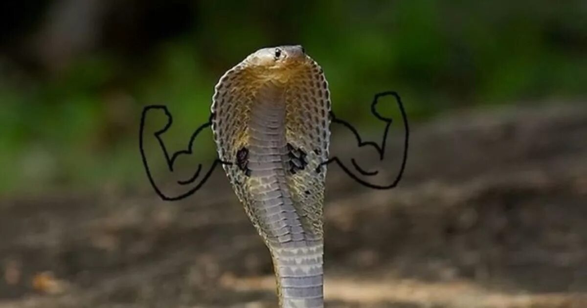 Гадюка с узором на спине. Гадюка никольского (vipera nikolskii). Поцелуй гадюки. Гадюка обыкновенная хмао. Гадюка рисунок на спине.