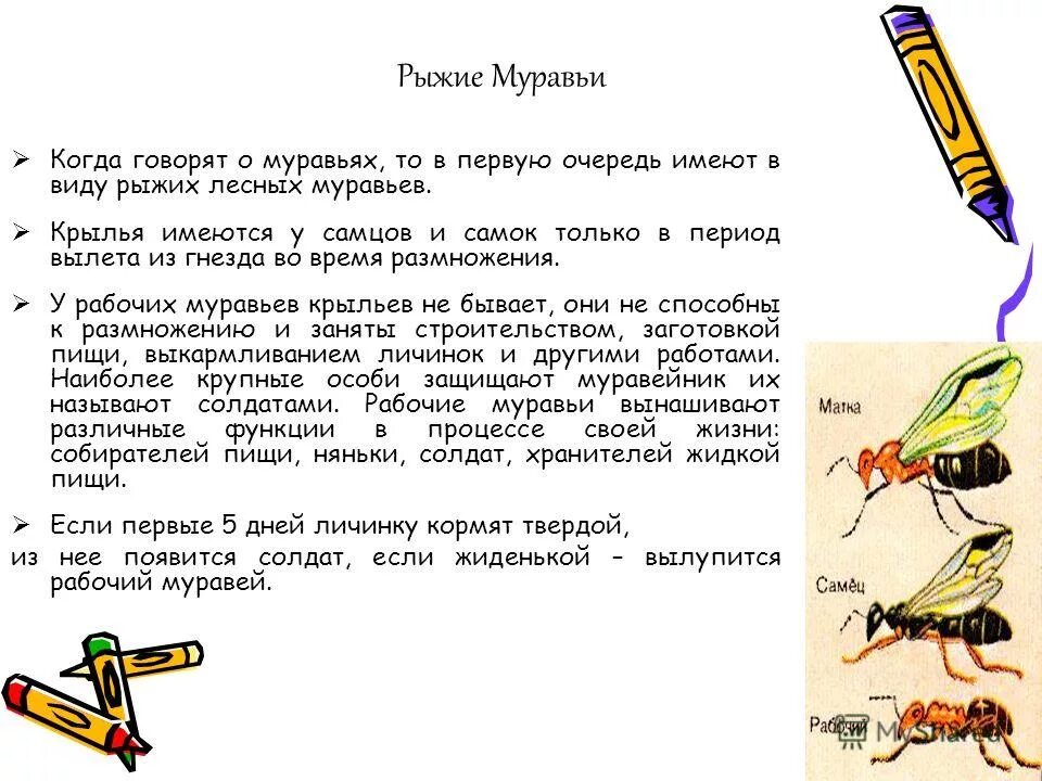 Пчелиная матка маточник. Зофобас морио жук. Пчелиный трутневый расплод. Мучнистые черви. Мучные черви корм.