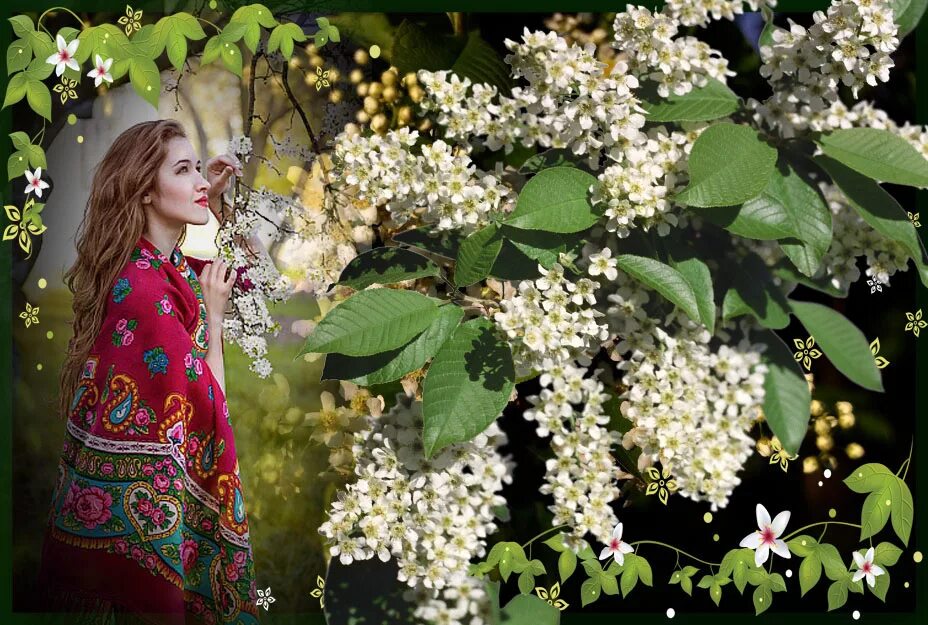 Под черёмухой цветущей. Черёмуха белая. Девушка в саду цветет черемуха. Черемуха и любовь