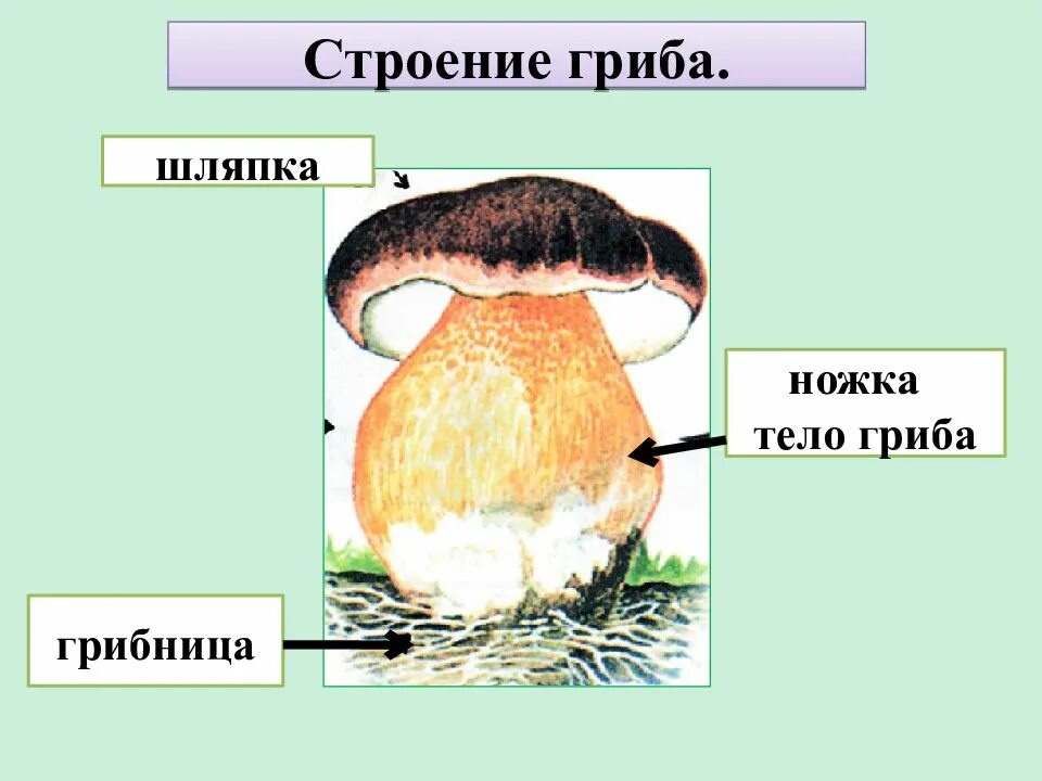 Главная часть любого гриба. Строение гриба Боровика рисунок. Строение гриба для дошкольников. Строение гриба начальная школа. Строение гриба на белом фоне.