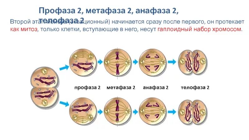 Сколько клеток в анафазе. Анафаза 2 и метафаза 2 набор хромосом. Анафаза 2 мейоза набор хромосом. Метафазе мейоза II. Набор хромосом в анафазе мейоза.