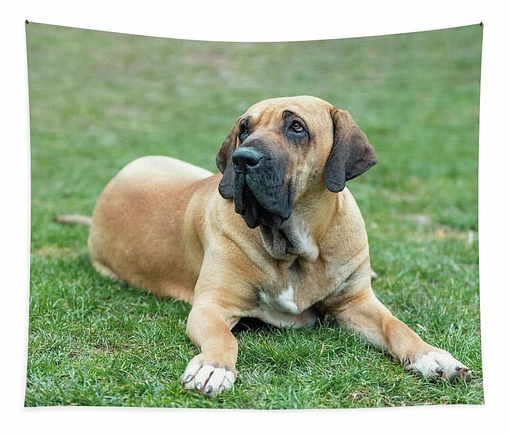 Brazil dog. Мастиф бразильеро. Собачка с мячиком футбольным. Бразильский мастиф фила бразилейро. Бразильский мастиф фила бразилейро.