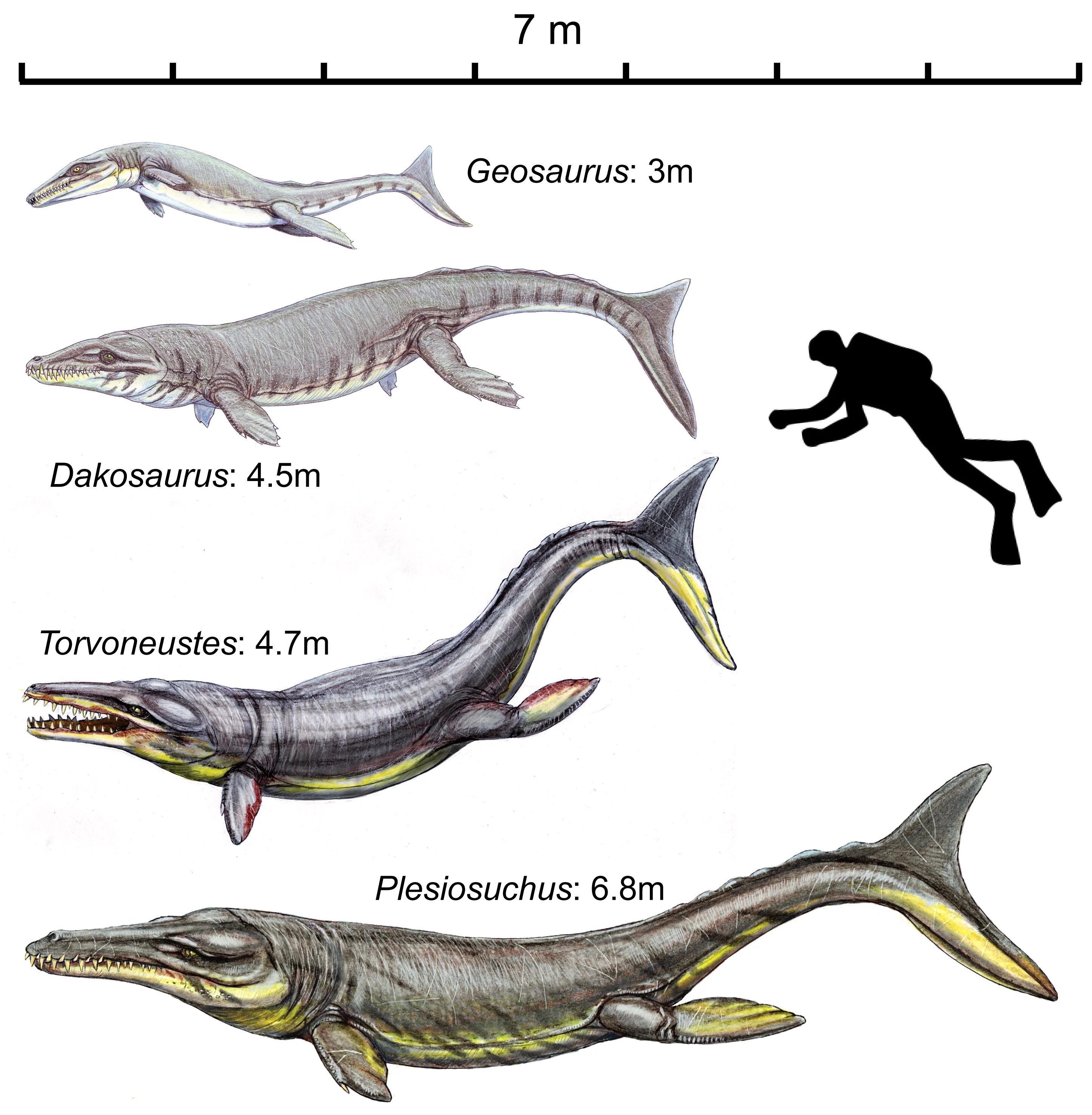 Предки современных рептилий. Дакозавр (Dakosaurus). Метриоринх морской крокодил. Эволюция МОЗАЗАВРА. Dakosaurus Maximus.