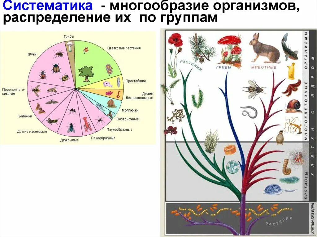 Систематическая классификация живых организмов. Что такое классификация живых организмов биология 5. Классификация живых организмов 5 класс биология. Систематика живых организмов схема биология.