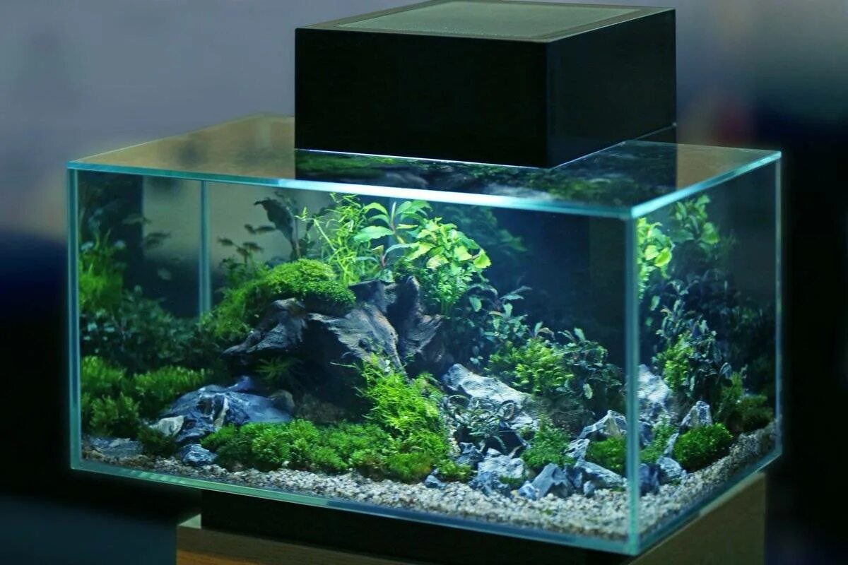 Какую воду можно в аквариум. Fluval Edge 23. Fluval Edge 11024. Аквариум (Aquarium) sqwore. Модульный аквариум.