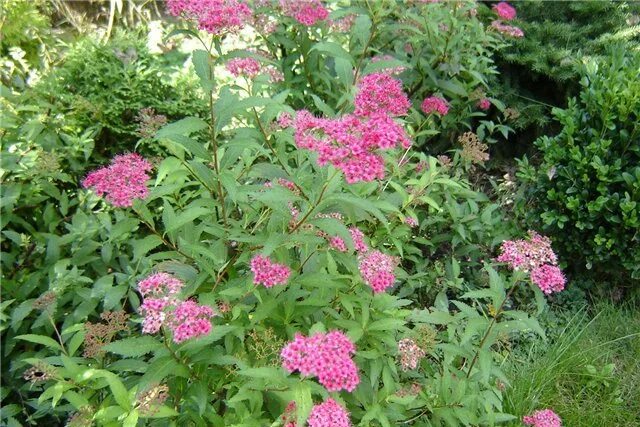 Купить Спирея Бумальда "Антони Ватерер" (Spiraea bumaldа 'Anthony Waterer') от 1