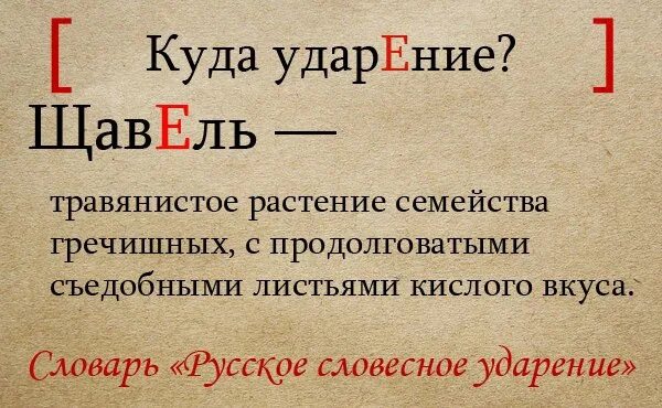 Красивее куда ударение. Ударение в слове щавель. Щавель ударение на какой слог падает ударение. Ударение щавель ударение. Как правильно поставить ударение в слове щавель.